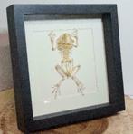 Padden skelet in luxe lijst, Ophalen of Verzenden, Nieuw, Reptiel of Amfibie, Schedel