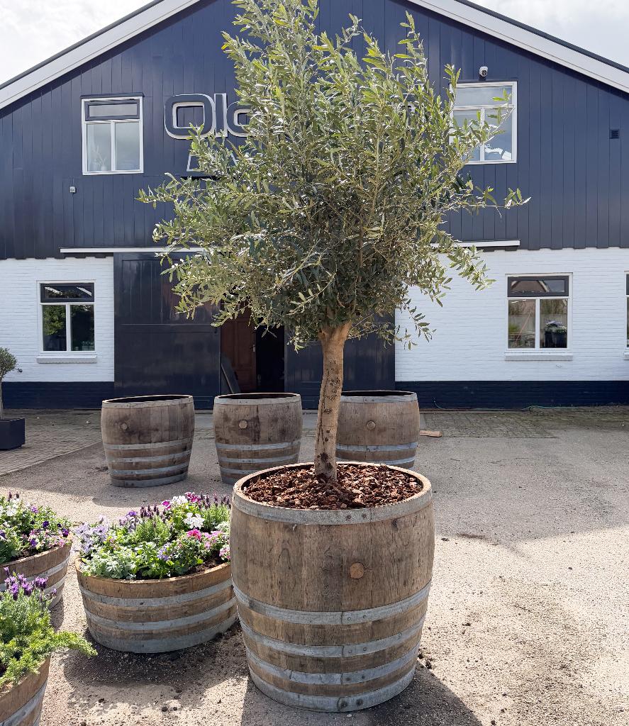 Bloembak | Plantenbak | Half wijnvat | Vijver | Houten kuip, Rond, Ophalen of Verzenden, 60 tot 100 cm, Balkon