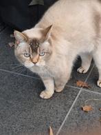 Lieve poes Mia zoekt een rustig nieuw thuis, Dieren en Toebehoren, Katten en Kittens | Raskatten | Korthaar, Poes, Met stamboom