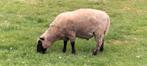 Ram Clun Forest, Dieren en Toebehoren, Schapen, Geiten en Varkens, Mannelijk, Schaap