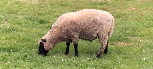 Ram Clun Forest, Dieren en Toebehoren, Schapen, Geiten en Varkens, Schaap, Mannelijk