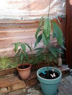 Avocado planten, Tuin en Terras, Planten | Bomen, Ophalen, Winter, Halfschaduw, Overige soorten
