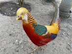 Goudfazant, Lady Amherst, Gele Goudfazant broedei, Dieren en Toebehoren, Pluimvee, Meerdere dieren, Overige soorten