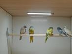 Te koop splendid/splendids, Dieren en Toebehoren, Geslacht onbekend, Papegaai