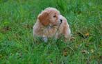 Maltipoo pups., Dieren en Toebehoren, Honden | Chihuahua's en Gezelschapshonden, Overige rassen, CDV (hondenziekte), 8 tot 15 weken
