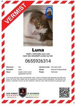 Vermist kerkrade/ Vink kater Luna, Dieren en Toebehoren, Vermiste en Gevonden Dieren, Kat