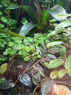 Tricoulour gifkikkers 3 maanden aan land, Dieren en Toebehoren, Reptielen en Amfibieën, Amfibie