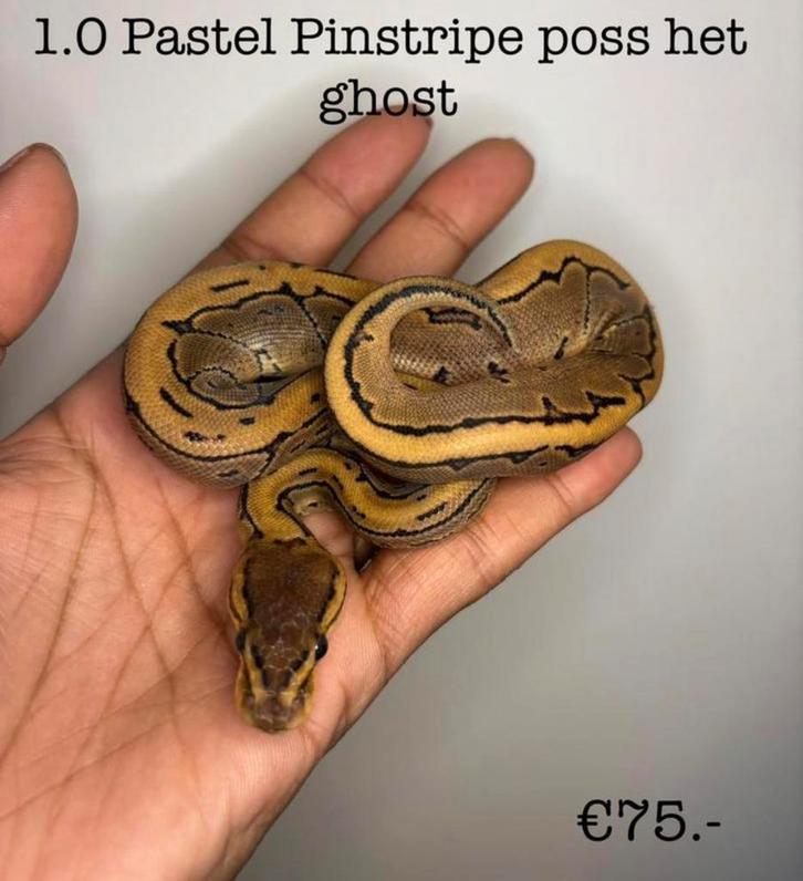 1.0 Pastel Pinstripe poss het Ghost NK25