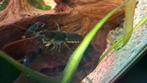 Cherax kreeften, Dieren en Toebehoren, Vis