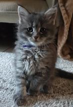 Maine Coon kittens, Meerdere dieren