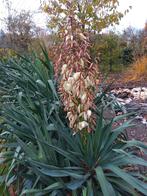 Yucca tuinplant palmlelie, Tuin en Terras, Planten | Tuinplanten, Ophalen, Overige soorten, Volle zon
