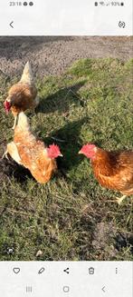 3 bruine Lohmann Leghennen + Haan, Dieren en Toebehoren, Pluimvee, Vrouwelijk, Kip