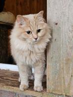 Lieve Ragdoll Kittens met Stamboom verwacht, Dieren en Toebehoren, Katten en Kittens | Raskatten | Langhaar, Meerdere dieren, Gechipt