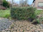 Wintergroene haag blokvorm 1x2m - Zelf uitspitten!, Tuin en Terras, Ophalen, Overige soorten, Haag, 100 tot 250 cm