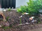 Pure Red line PRL garnalen, Dieren en Toebehoren, Vissen | Aquariumvissen, Kreeft, Krab of Garnaal, Zoetwatervis, Schoolvis