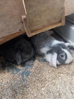 konijnen, Dieren en Toebehoren, Konijnen, Meerdere dieren