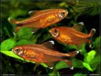Hasemania nana – Koperzalm, Dieren en Toebehoren, Vis, Zoetwatervis