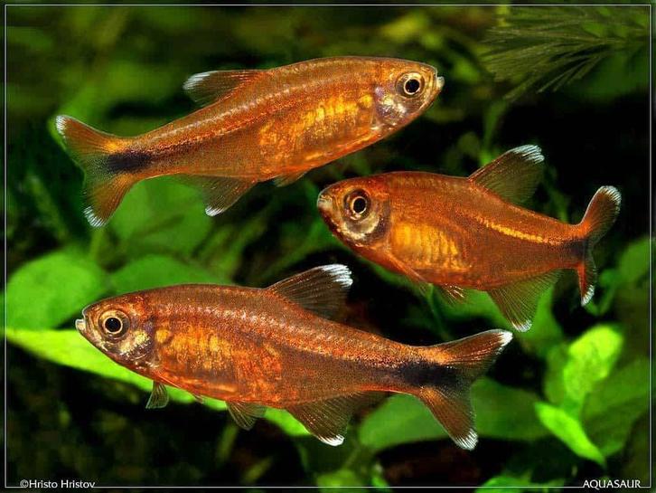 Hasemania nana – Koperzalm, Dieren en Toebehoren, Vissen | Aquariumvissen, Zoetwatervis, Vis
