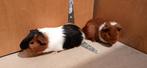 Te koop Cavia's, Dieren en Toebehoren, Knaagdieren, Juni, Meerdere dieren, Cavia