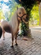 Superknappe minipaard jes 4jr palomino & dunskin bont, Dieren en Toebehoren, Paarden, Merrie, Minder dan 160 cm, 3 tot 6 jaar