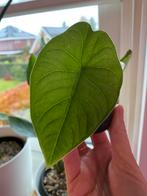 Alocasia en anthurium plantjes, Huis en Inrichting, Ophalen of Verzenden, Halfschaduw, Minder dan 100 cm