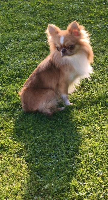 Chihuahua ervaren dekreutje te koop, BELGIE beschikbaar voor biedingen