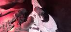 Grote American Bully xl, Dieren en Toebehoren, Overige rassen, CDV (hondenziekte), 8 tot 15 weken, Meerdere