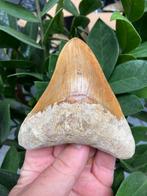Grote megalodon (11,2 cm), haaientand, Indonesië 5, Verzamelen, Mineralen en Fossielen, Ophalen of Verzenden, Fossiel