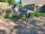 Fell Pony merrie /C Pony appaloosa /Haflinger merrie 3jr, Dieren en Toebehoren, Pony's, Merrie, Recreatiepony, Gechipt, 0 tot 2 jaar