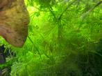 Waterplanten te koop, Overige typen