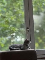 Britse korthaar kitten 4 maanden oud, Kater