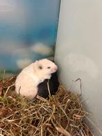 Goudhamsters, Meerdere dieren, Hamster, Na 1 juli 2024