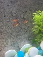 Vuur Tetra’s, Dieren en Toebehoren, Vissen | Aquariumvissen, Vis, Zoetwatervis, Schoolvis