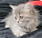 Britse langhaar kittens,  10 weken oud super mooi! Ingeënt, Dieren en Toebehoren, Katten en Kittens | Raskatten | Langhaar, Meerdere dieren