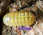 Armadillidium vulgare Gold isopods / pissebedden, Overige soorten