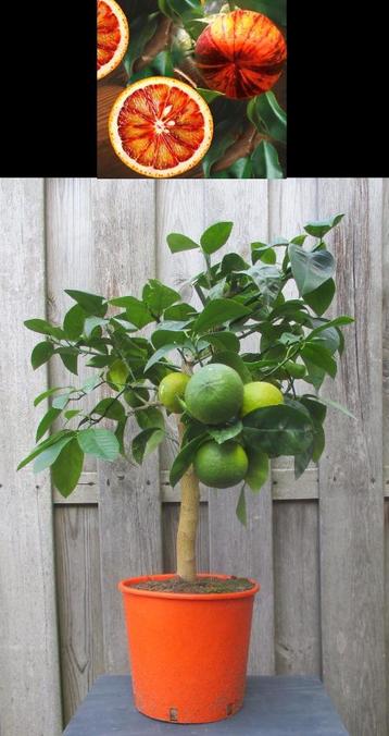 3 Citrus Sinensis Arcobal- Sinaasappel- Nieuw Winterhard -12 beschikbaar voor biedingen