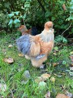 Zijdehoen haantjes (Geen USA), Dieren en Toebehoren, Mannelijk, Kip