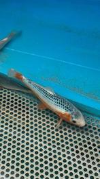 Asagi koi, Dieren en Toebehoren, Vissen | Vijvervissen, Karper of Koi