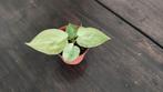 Variegated / variegata Anthurium Crystallinum x (AOS x AOS), Huis en Inrichting, Kamerplanten, Ophalen of Verzenden, Overige soorten