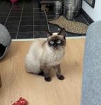 Perzisch chocolat point! Opgelet! wonen in Leuven, België, Dieren en Toebehoren, Katten en Kittens | Raskatten | Korthaar, Poes