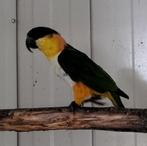 Zwartkop caique pop te koop, Dieren en Toebehoren, Vogels | Parkieten en Papegaaien, Vrouwelijk, Papegaai, Geringd