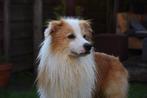Mica, Border Collie ee-red, beschikbaar ter dekking, 6 jaar of ouder, Reu, Eén hond, Nederland
