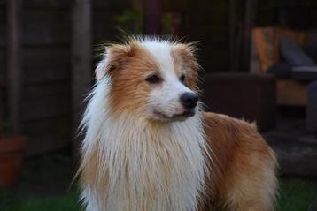 Mica, Border Collie ee-red, beschikbaar ter dekking beschikbaar voor biedingen