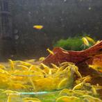 Gele | Yellow Fire Neon Backline Neocaridina-garnalen, Kreeft, Krab of Garnaal, Zoetwatervis, Schoolvis