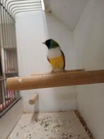 Gouldman !!!, Dieren en Toebehoren, Vogels | Overige Vogels, Mannelijk