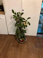 Ficus kamerplant, Huis en Inrichting, Kamerplanten, Ophalen of Verzenden, Ficus, Halfschaduw, Minder dan 100 cm