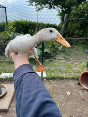 Indische loopeend (kuiken) beschikbaar voor biedingen