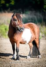 Verzorgpony aangeboden