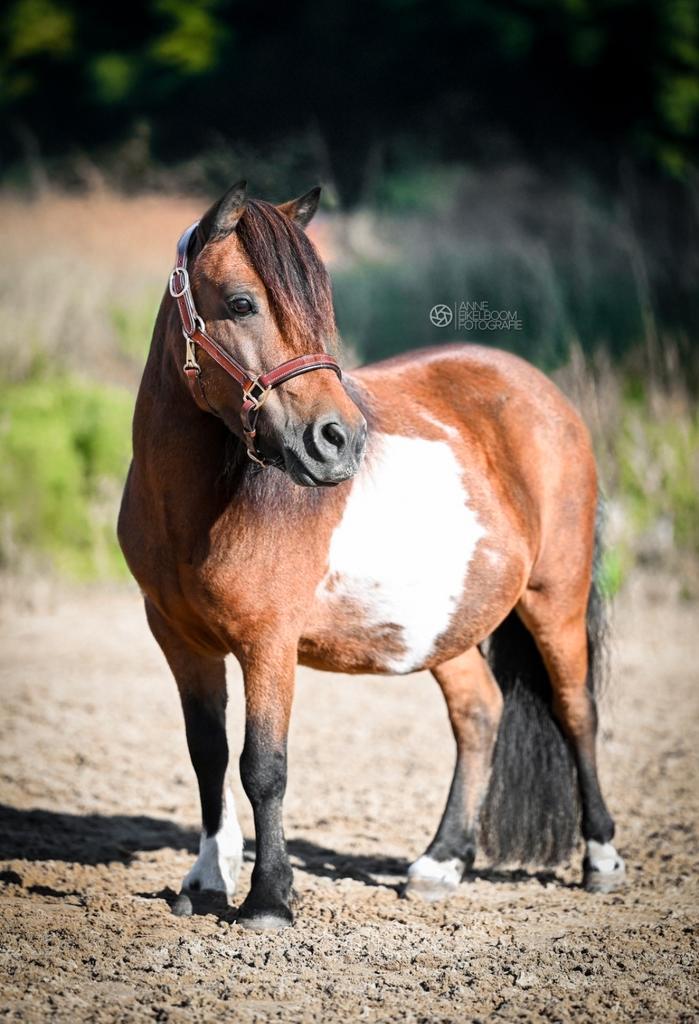 Verzorgpony aangeboden, Dieren en Toebehoren, Stalling en Weidegang