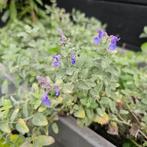 Catnip,kattenkruid,borderplant,werkt tegen muggen, Ophalen of Verzenden, Volle zon
